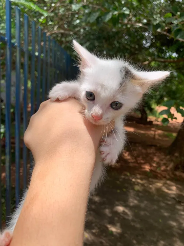 Gato ra a Srd idade Abaixo de 2 meses nome Gatinhos 