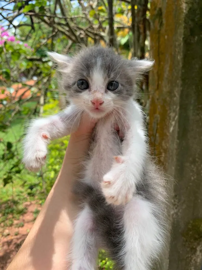 Gato ra a Srd idade Abaixo de 2 meses nome Gatinhos 