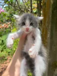 Gatinhos