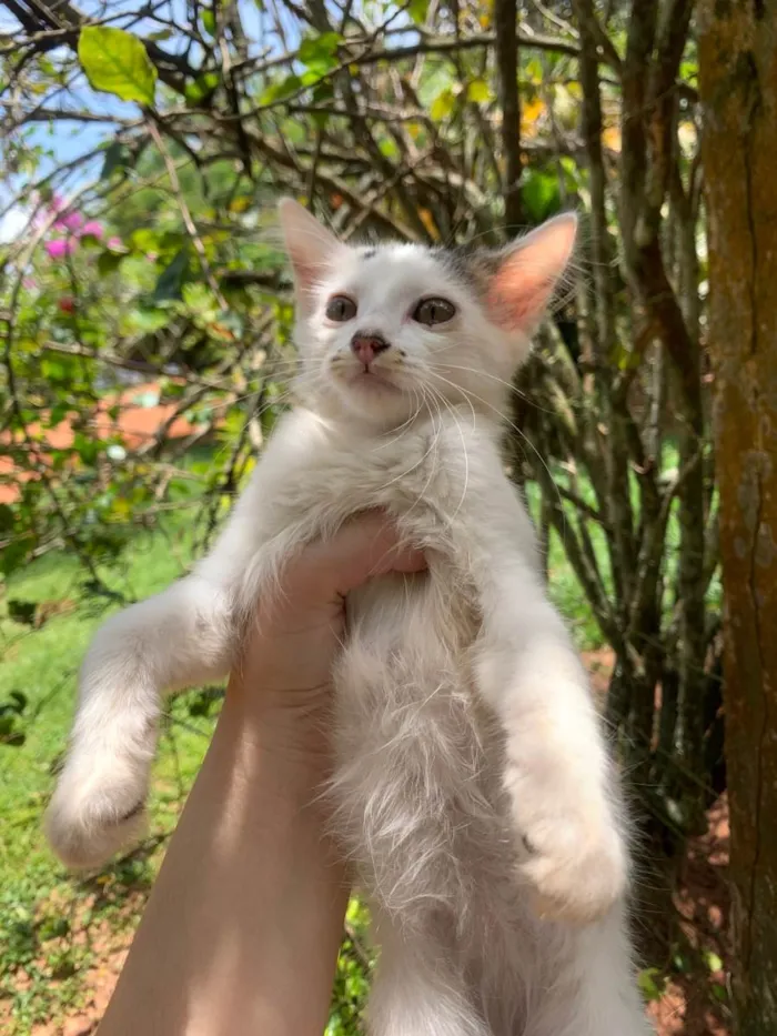 Gato ra a Srd idade Abaixo de 2 meses nome Gatinhos 