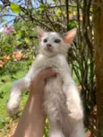 Gatinhos
