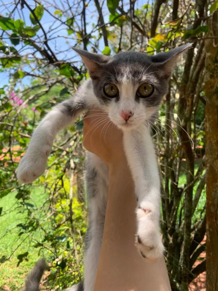 Gato ra a Srd idade Abaixo de 2 meses nome Gatinhos 