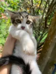Gatinhos