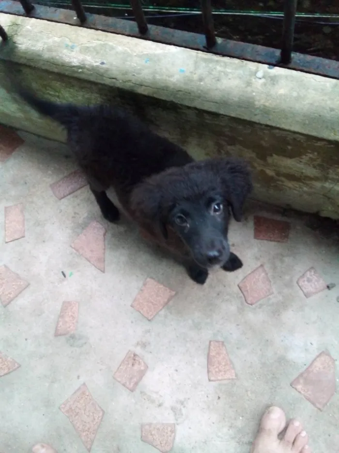 Cachorro ra a Poodle mestiço  idade 2 a 6 meses nome Bola