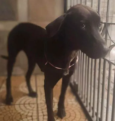 Cachorro raça SRD-ViraLata idade 4 anos nome Merry Christmas