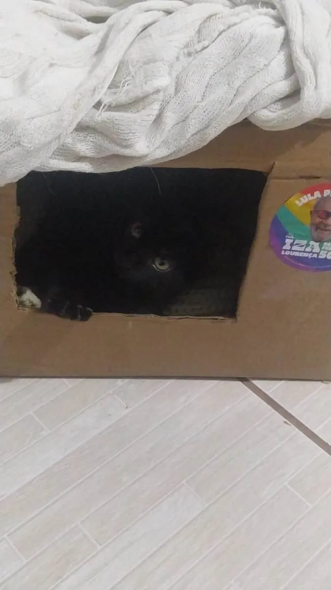 Gato raça SRD-ViraLata idade 2 a 6 meses nome Jade