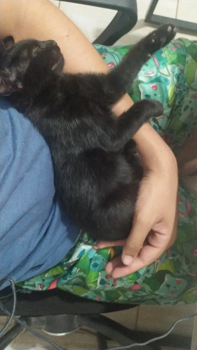 Gato raça SRD-ViraLata idade 2 a 6 meses nome Jade
