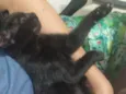 Jade