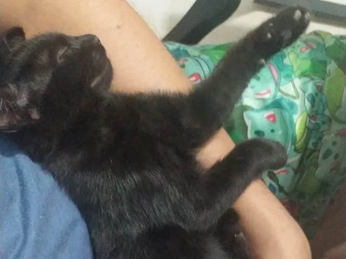 Gato raça SRD-ViraLata idade 2 a 6 meses nome Jade