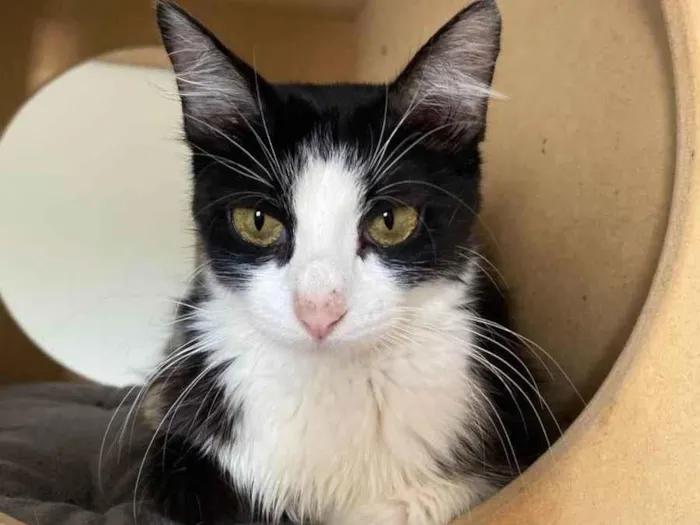 Gato raça Srd idade 7 a 11 meses nome Duda