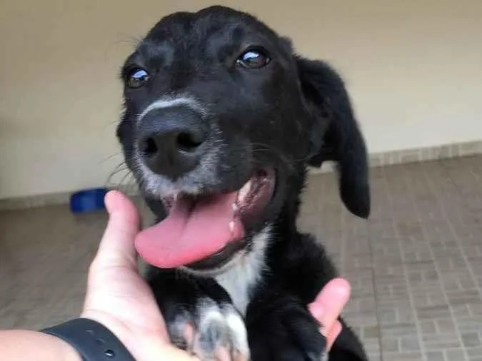 Cachorro ra a SRD-ViraLata idade 2 a 6 meses nome MALU