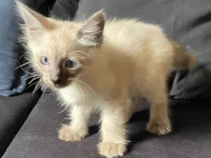 Gato raça SRD-ViraLata idade Abaixo de 2 meses nome Não tem