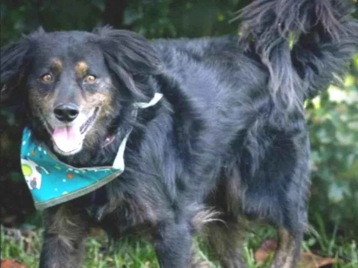 Cachorro ra a SRD-ViraLata idade 3 anos nome Josef