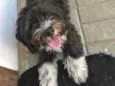 Bob