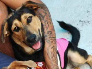 Cachorro raça SRD-ViraLata idade 7 a 11 meses nome Fiona