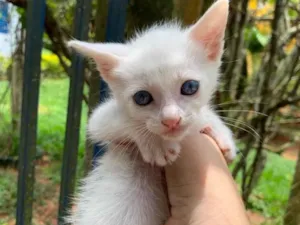 Gato raça Srd idade Abaixo de 2 meses nome Gatinhos 