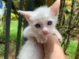 Gatinhos