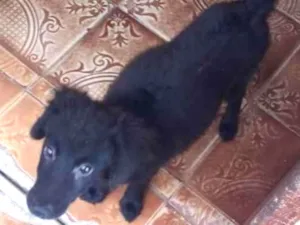 Cachorro raça Poodle mestiço  idade 2 a 6 meses nome Bola