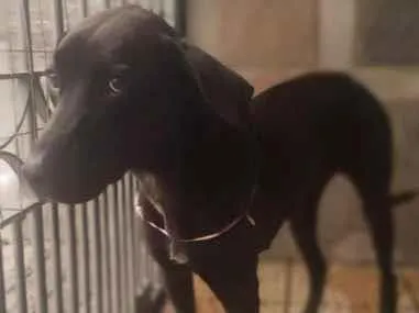 Cachorro raça SRD-ViraLata idade 4 anos nome Merry Christmas