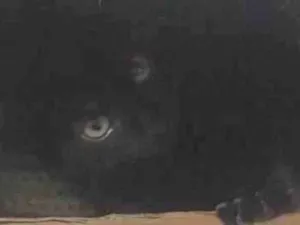 Gato raça SRD-ViraLata idade 2 a 6 meses nome Jade