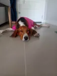 Madalena