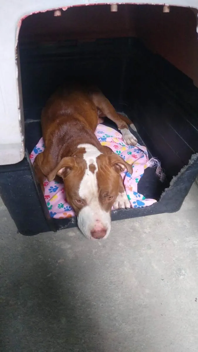 Cachorro ra a Pit-Bull idade 7 a 11 meses nome Pitt