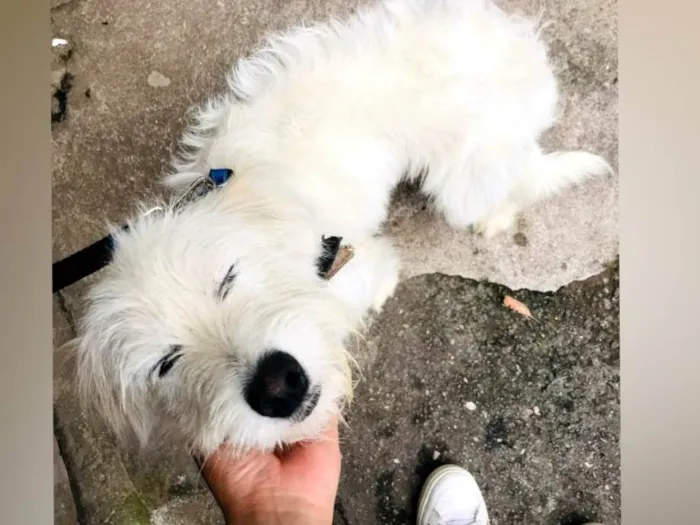 Cachorro raça Sem raça definida  idade 7 a 11 meses nome Branquinha