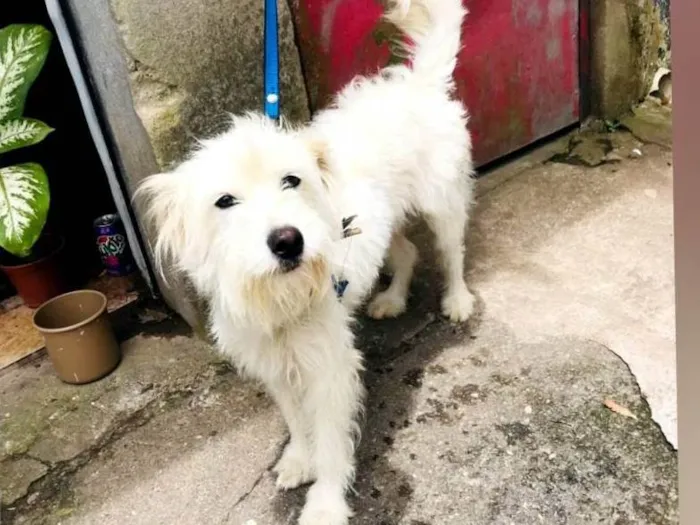 Cachorro raça Sem raça definida  idade 7 a 11 meses nome Branquinha