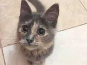 Gato raça Escaminha idade 2 a 6 meses nome Brigadeiro