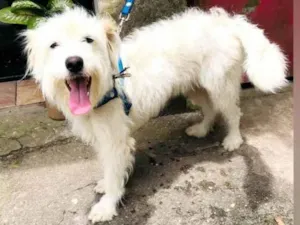 Cachorro raça Sem raça definida  idade 7 a 11 meses nome Branquinha