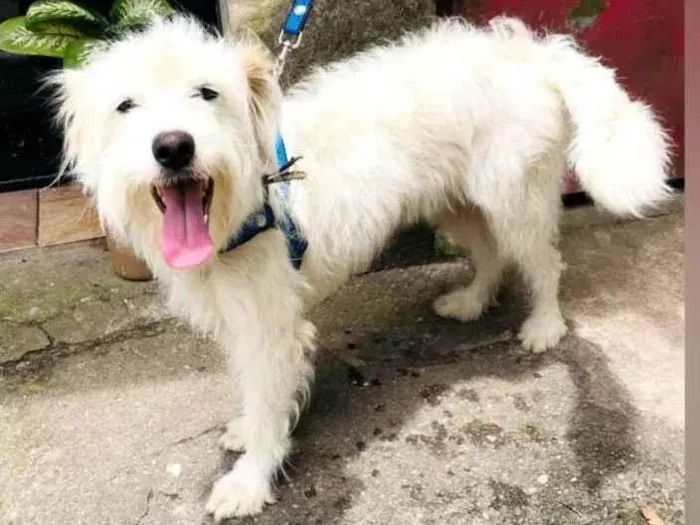 Cachorro raça Sem raça definida  idade 7 a 11 meses nome Branquinha