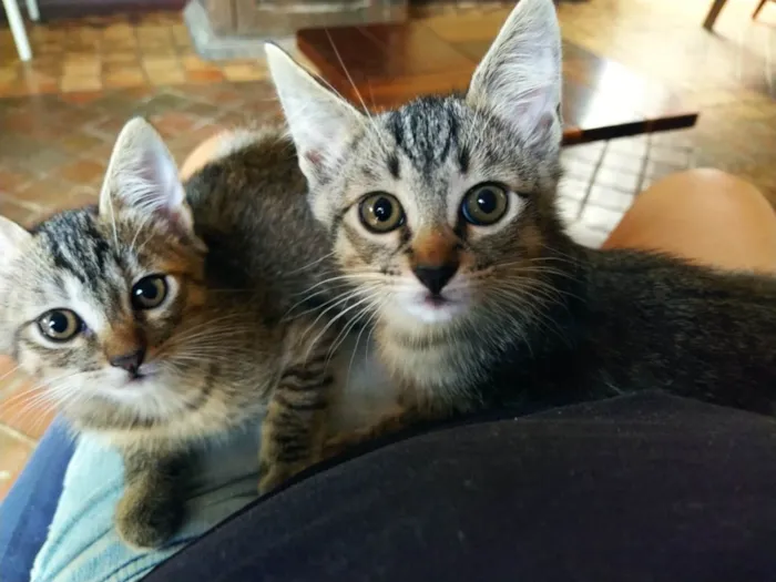 Gato ra a SRD-ViraLata idade Abaixo de 2 meses nome 02 gatinhas sem nome