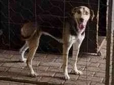 Cachorro raça Husky Siberiano idade 3 anos nome Kiara