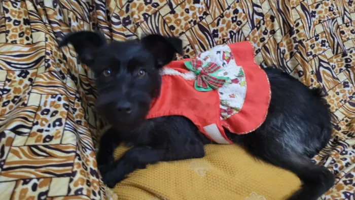 Cachorro ra a SRD-ViraLata idade 7 a 11 meses nome Princesa