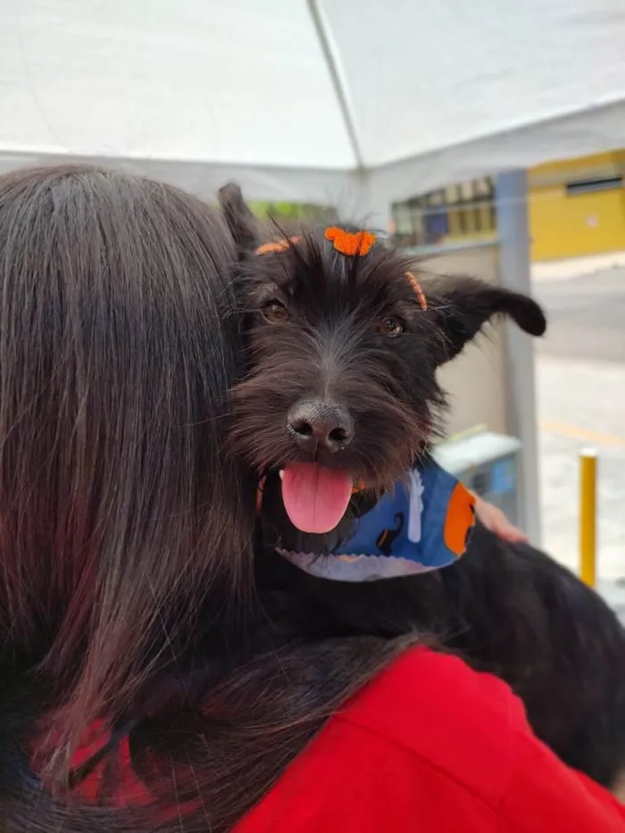 Cachorro ra a SRD-ViraLata idade 7 a 11 meses nome Princesa