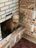 Bob