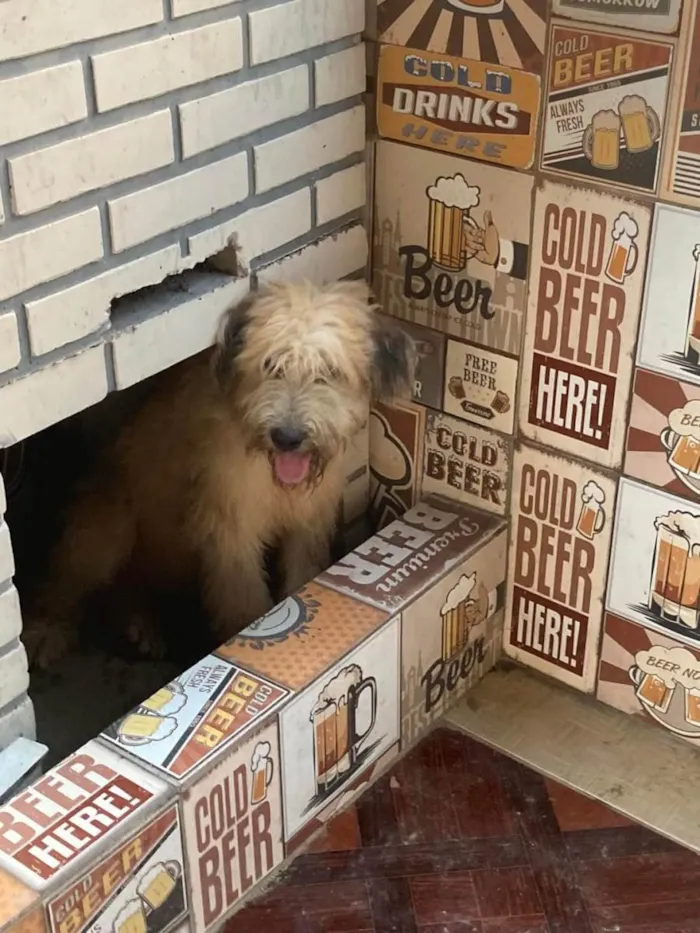Cachorro raça SRD-ViraLata idade 7 a 11 meses nome Bob