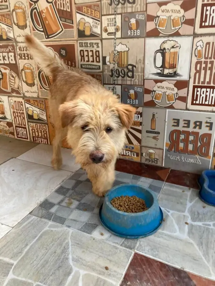 Cachorro raça SRD-ViraLata idade 1 ano nome Amora