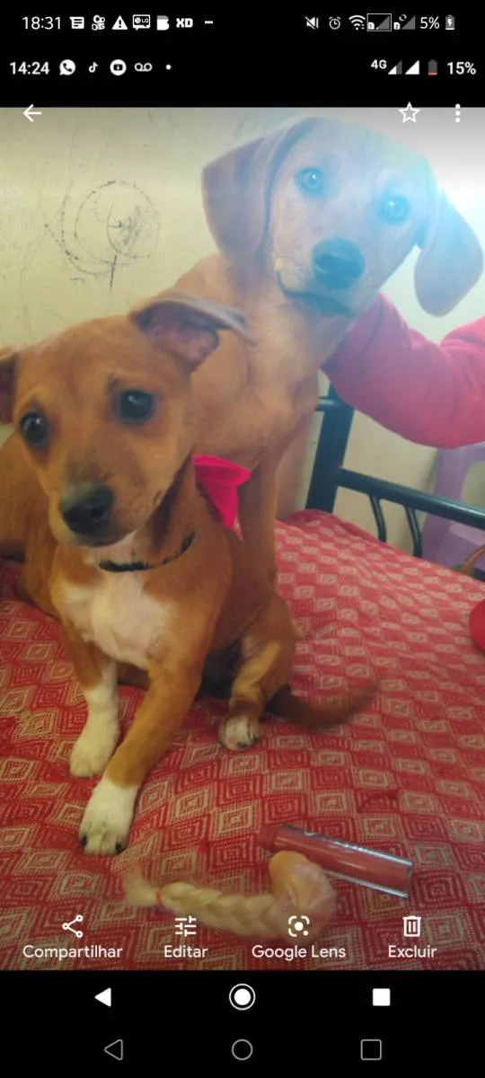 Cachorro ra a Misturada com pastor alemão  idade 3 anos nome Mel e belinha 