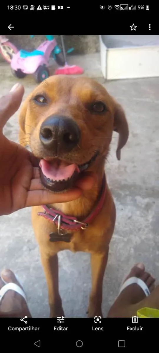 Cachorro ra a Misturada com pastor alemão  idade 3 anos nome Mel e belinha 