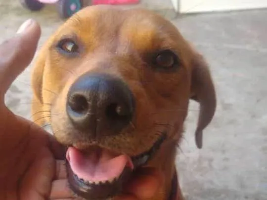 Cachorro ra a Misturada com pastor alemão  idade 3 anos nome Mel e belinha 