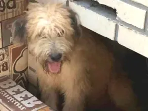 Cachorro raça SRD-ViraLata idade 7 a 11 meses nome Bob