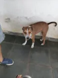 Cachorro raça SRD-ViraLata idade 3 anos nome Luck