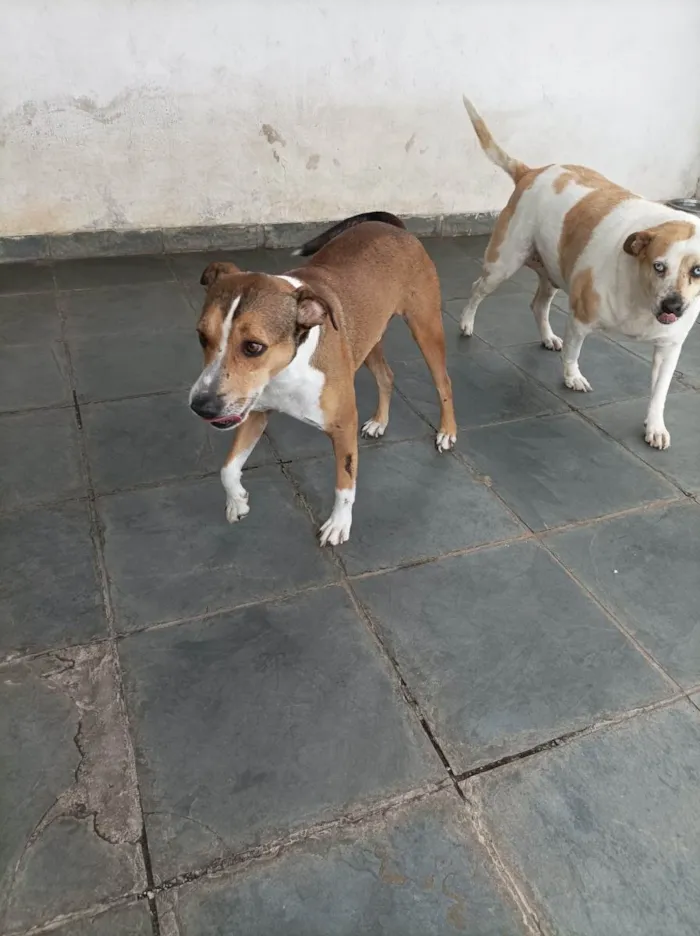 Cachorro raça SRD-ViraLata idade 3 anos nome Luck