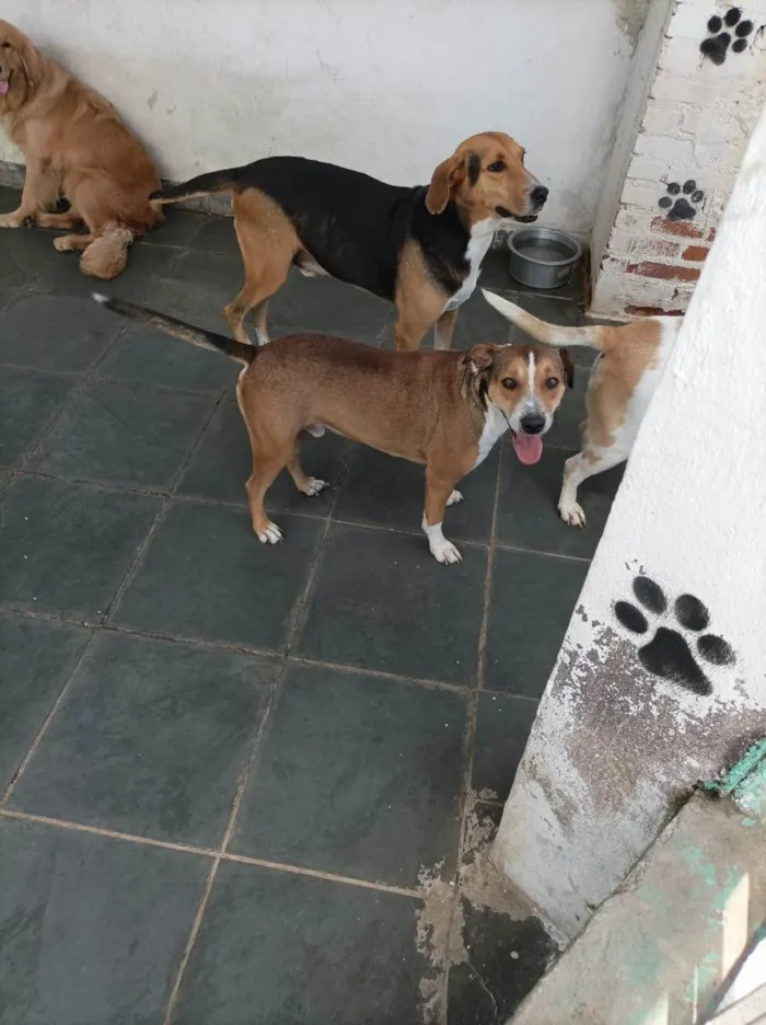Cachorro raça SRD-ViraLata idade 3 anos nome Luck