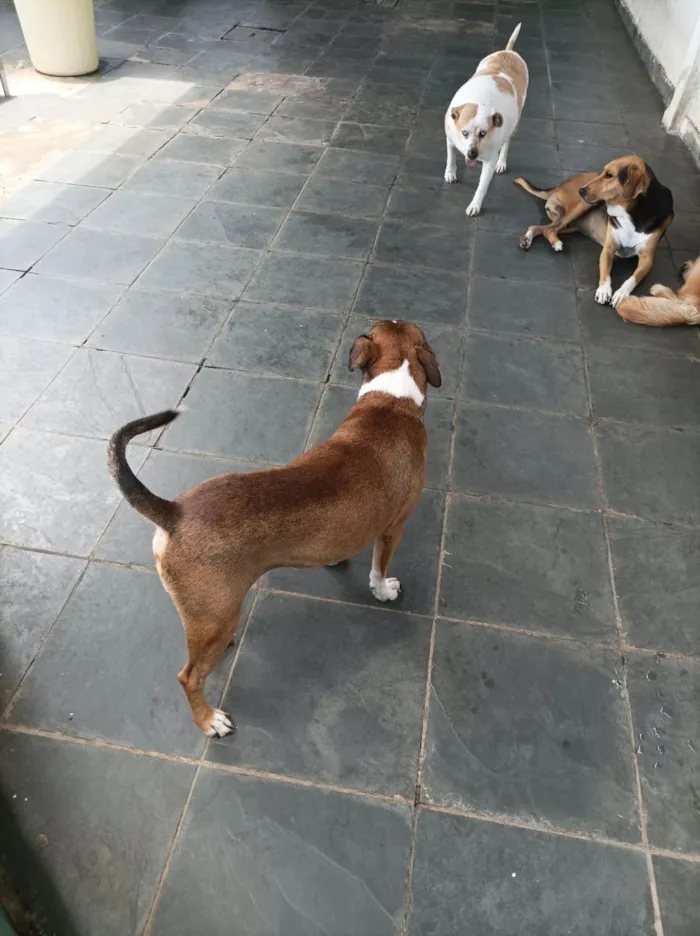 Cachorro raça SRD-ViraLata idade 3 anos nome Luck