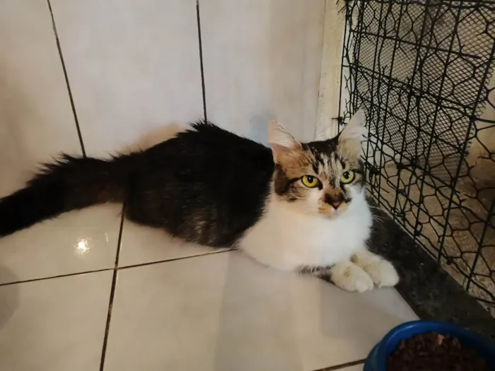 Gato raça SRD idade 1 ano nome Sem nome