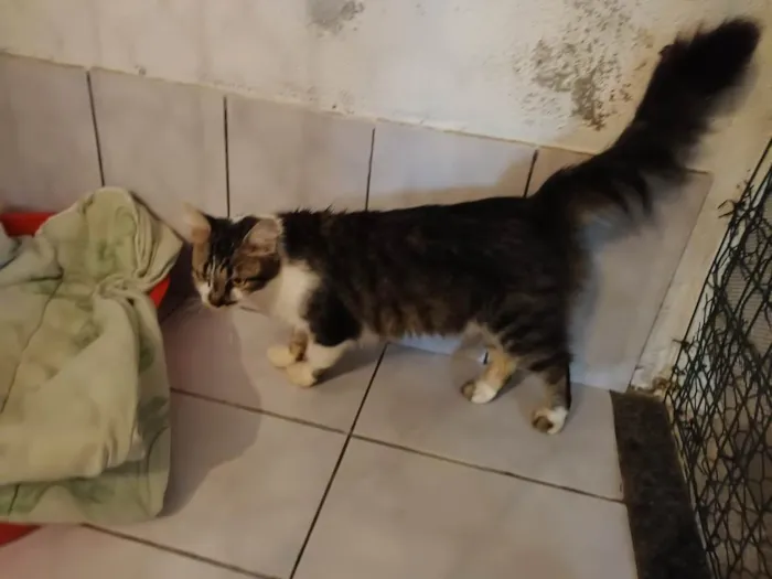 Gato raça SRD idade 1 ano nome Sem nome