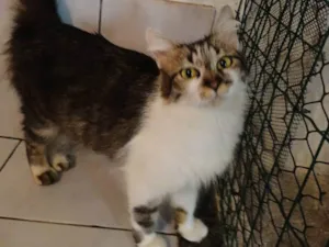 Gato raça SRD idade 1 ano nome Sem nome