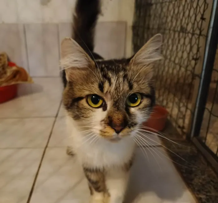 Gato raça SRD idade 1 ano nome Sem nome